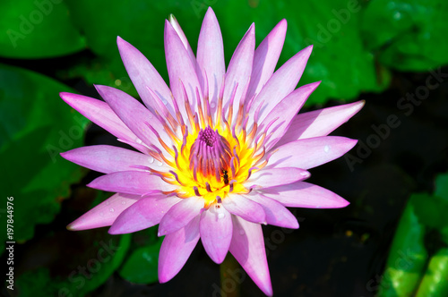 Lotus flowers for worship