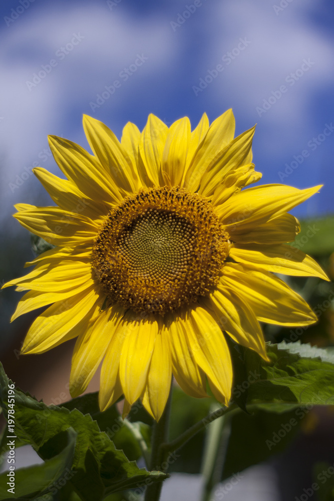 Cute cat is sitting, white and black portrait