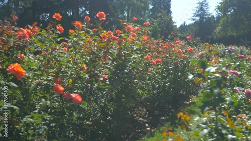 Colorful roses