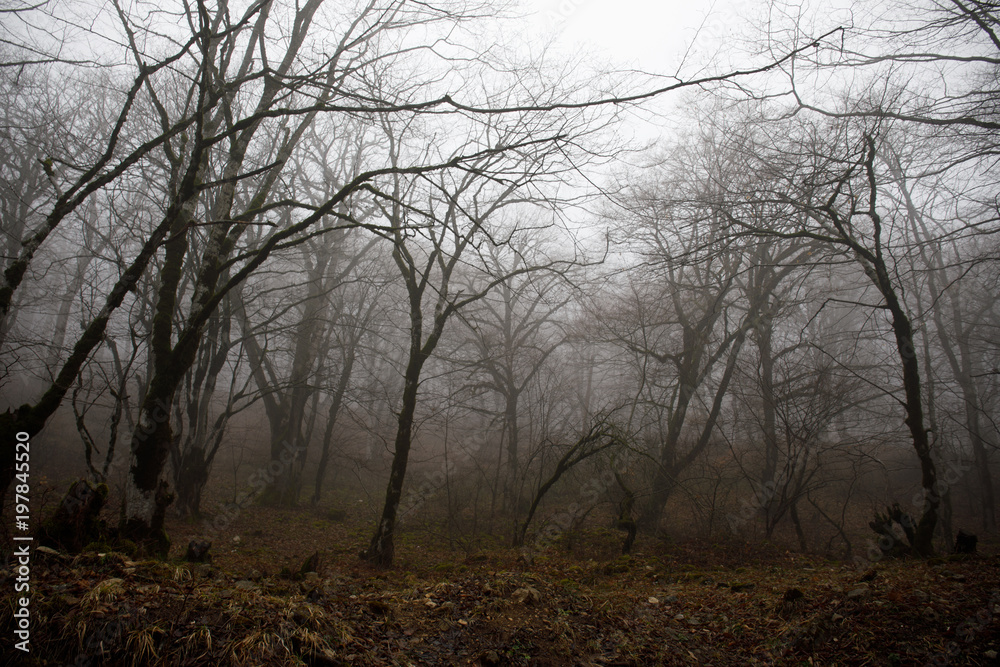 Landscape with beautiful fog in forest on hill or Trail through a mysterious winter forest with autumn leaves on the ground. Road through a winter forest. Magical atmosphere. Azerbaijan Landscape with beautiful fog in forest on hill or Trail through a mysterious winter forest with autumn leaves on the ground. Road through a winter forest. Magical atmosphere. Azerbaijan