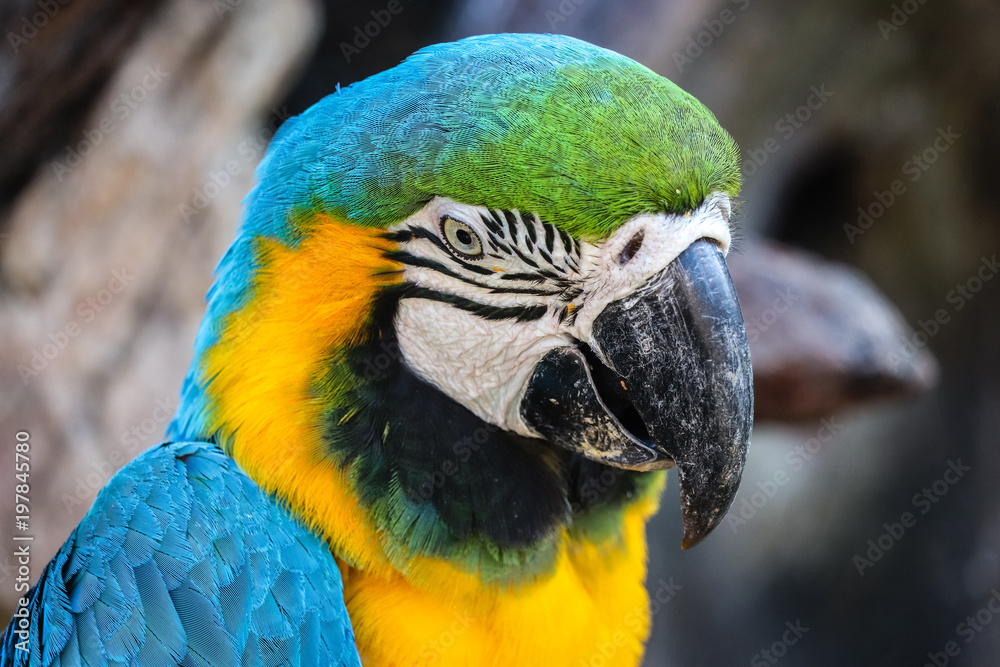 close up portrait of colorful blue and yellow macaw parrot (Ara ararauna)