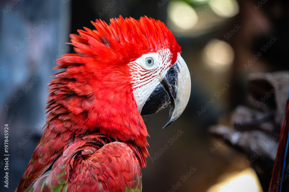 close up portrait of colorful scarlet macaw parrot (Ara macao)