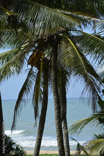 Sri Lanka - Palmen am Meer in Mittagssonne