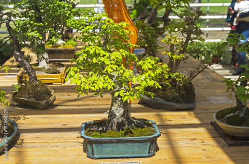Oriental hornbeam - Bonsai in the style of "Straight and free".