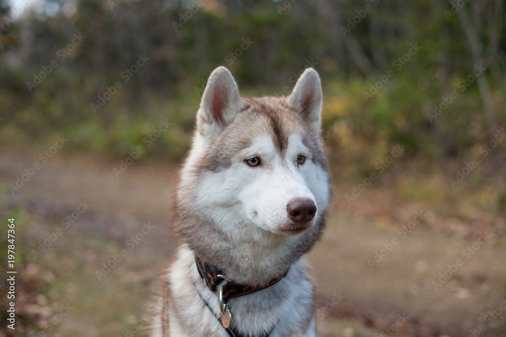 Close up Portrait of Beige and white Siberian Husky dog in fall season. Profile of young lovely husky male looks like a wolf in the autumn forest