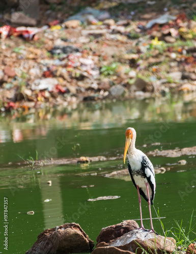 Painted stork looking at the camera with mountain of human garbage in background. These birds are struggling to survive due to result of pollution in their feeding ground.