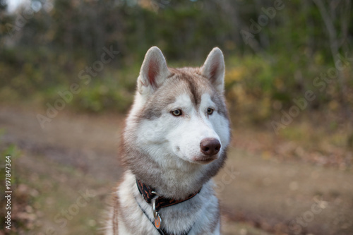 Close up Portrait of Beige and white Siberian Husky dog in fall season. Profile of young lovely husky male looks like a wolf in the autumn forest