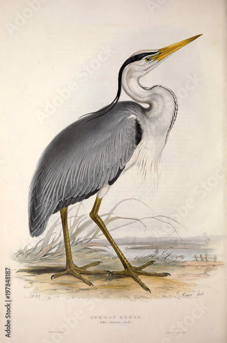 Obraz na płótnie Illustration of a bird