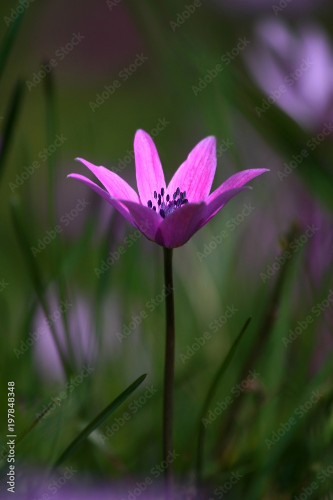 'anemoni viola' 'anemoni viola'