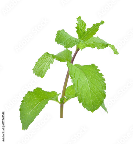 Mint leaves isolated on white background