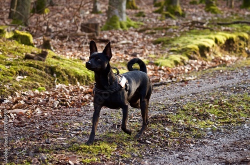 @joland.a #winter #snow #cold #fun #dog #outside #happytime #doglife #playtime #pinscher #doglove #instadog #dogsofinstagram #Mia #dreamteam #instapet #pets #animals #instadog #dogstagram #debub photo