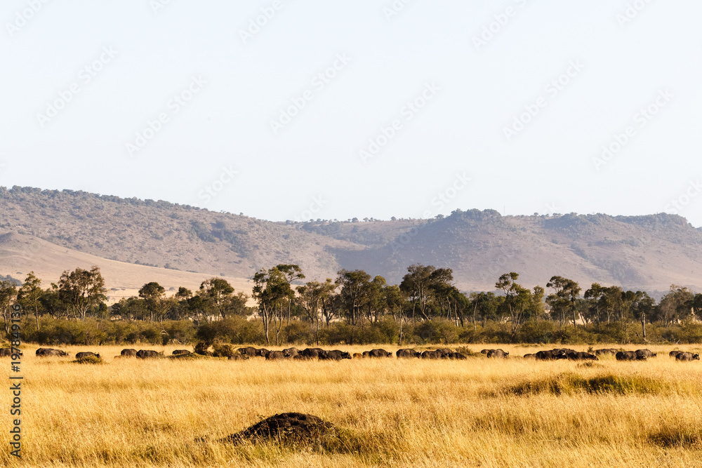 Big herd of african buffalo. Masai Mara. Kenya, Africa
