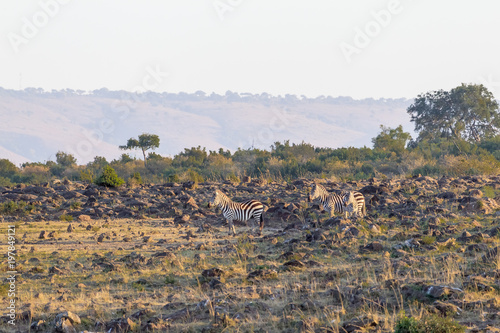 Zebras on the stony bank of the river. Masai Mara, Kenya