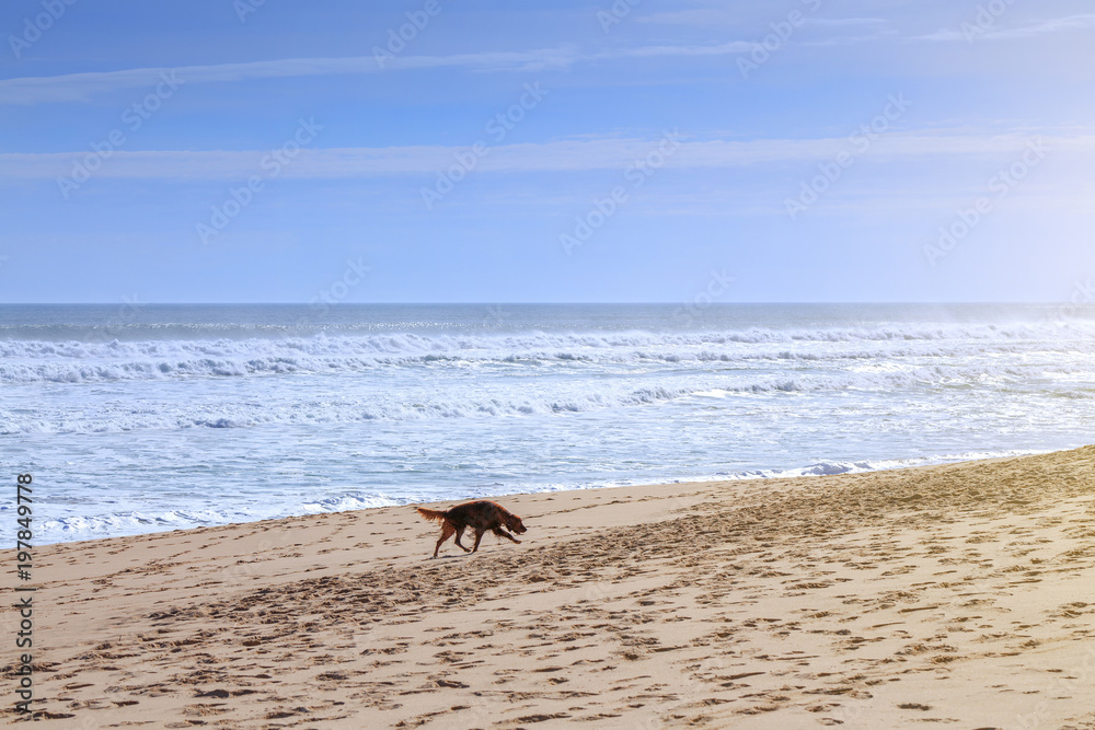 The dog breed of irish setter go walking along the sandy shore of the Atlantic ocean in Portugal coast. The dog breed of irish setter go walking along the sandy shore of the Atlantic ocean in Portugal coast.