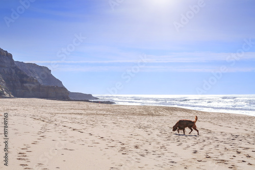 Fototapeta Naklejka Na Ścianę i Meble -  The dog breed of irish setter go walking along the sandy shore of the Atlantic ocean in Portugal coast.