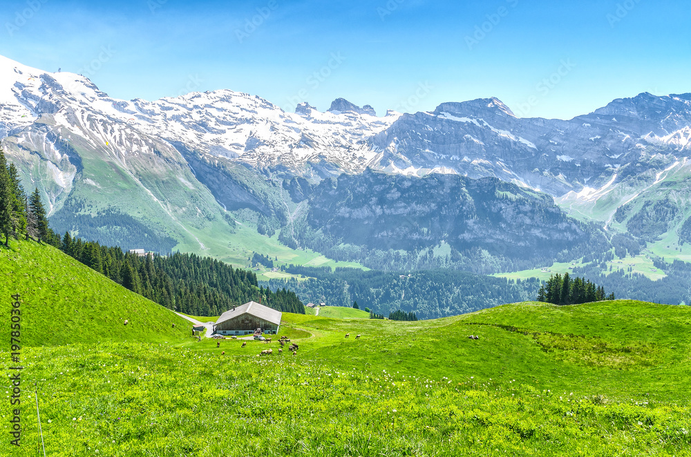 Swiss Alps. Ranch and pasture for cattle. Engelberg Resort