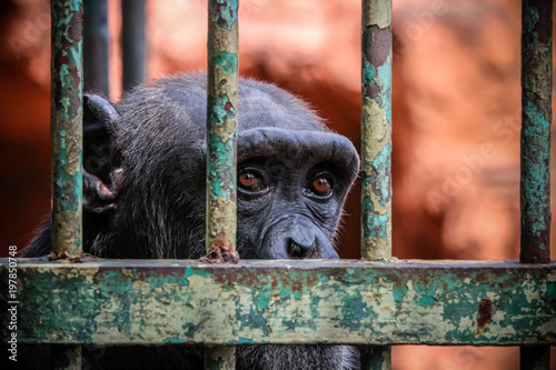 sad imprisoned chimp behind metal bar