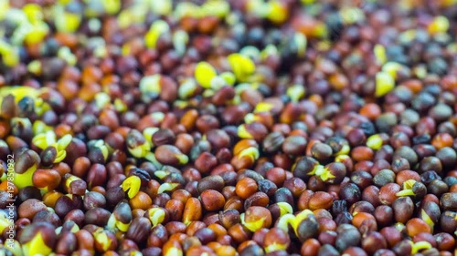 Seeds of broccoli sprout for dietary nutrition, time lapse