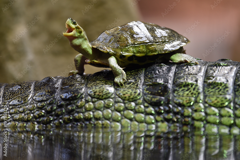 Obraz premium Brown roofed turtle on Gharial's back