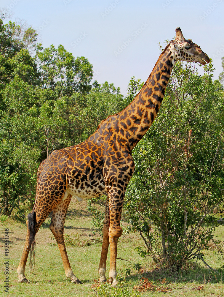 Naklejka premium Large Male Giraffe (Giraffa camelopardalis), standing in the green vibrant african bush in the green season in South Luangwa National Park, Zambia, Southern Africa