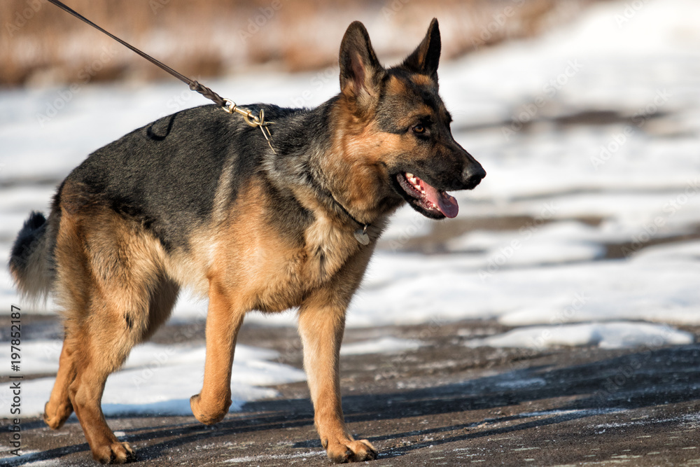 Shepherd dog runs on a leash Shepherd dog runs on a leash