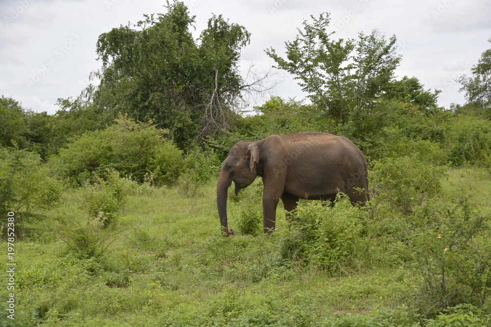 Fototapeta premium Sri Lanka - Elefant in Wildnis mit Palmen und Büschen