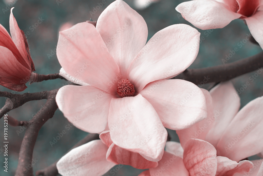 Fototapeta premium Pink magnolia flowers on magnolia tree