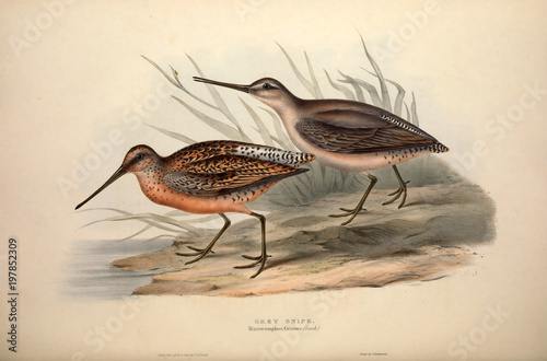 Illustration of a bird photo