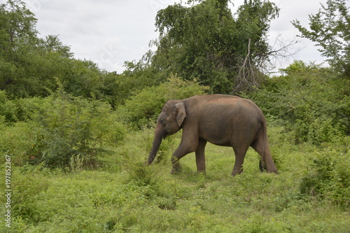 Sri Lanka - Elefant in Wildnis mit Palmen und B  schen