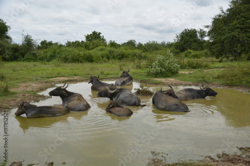 Sri Lanka - Gruppe von Wasserbüffeln in Wasserloch © D-sign
