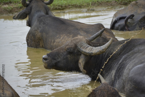 Sri Lanka - Gruppe von Wasserbüffeln in Wasserloch © D-sign