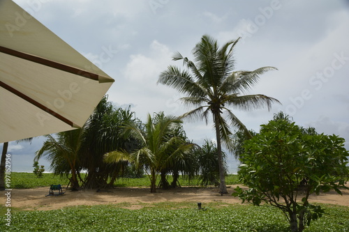 Sri Lanka - Palme mit Sonneschirm bewölktem Himmel und grünem Gras