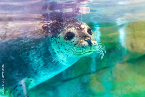 close up portrait of very cute spotted seal