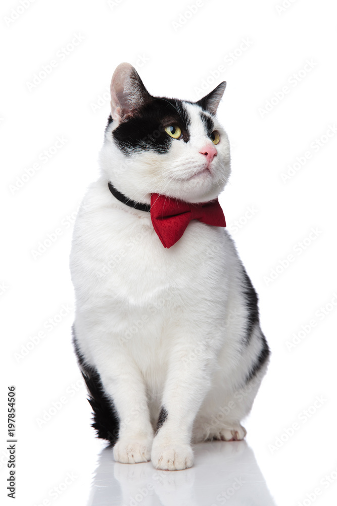 adorable sitting black and white cat looking to side