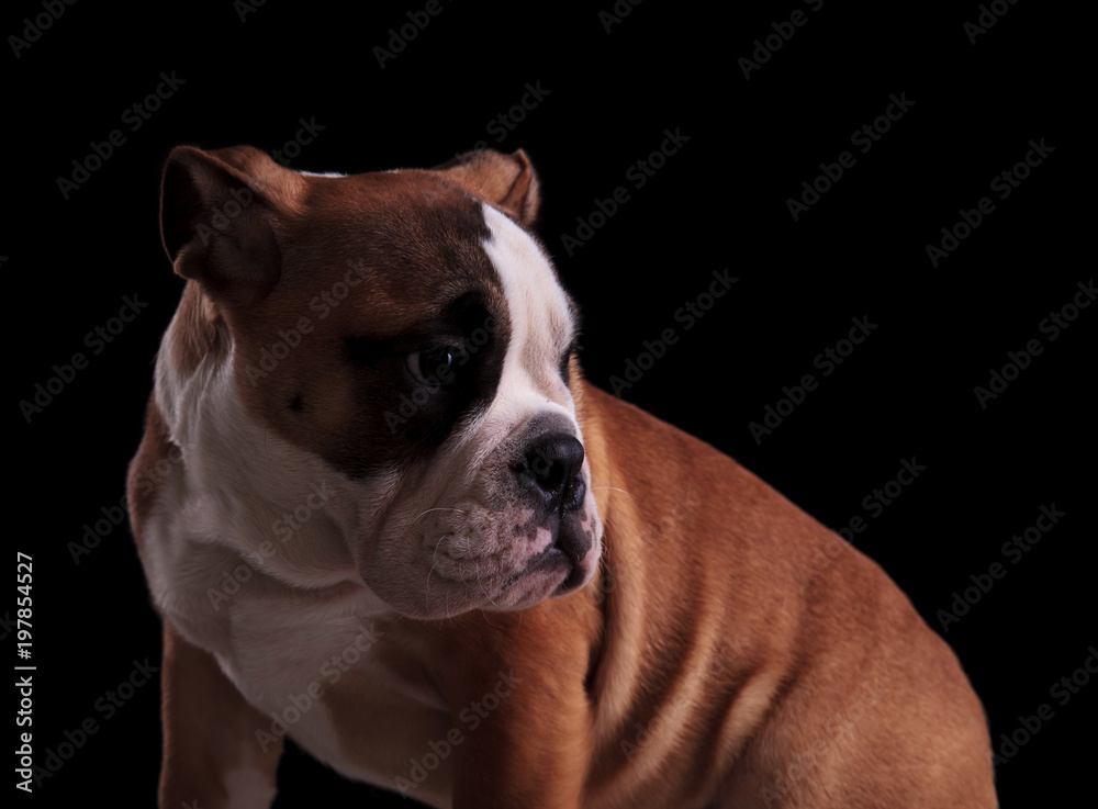 close up of seated english bulldog looking to side