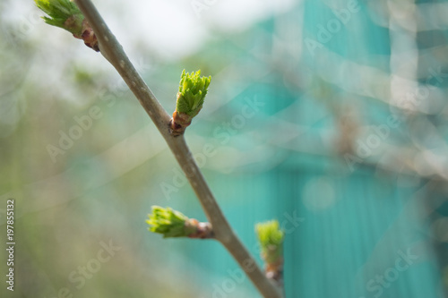 Spring on trees bloom the first green young leaves