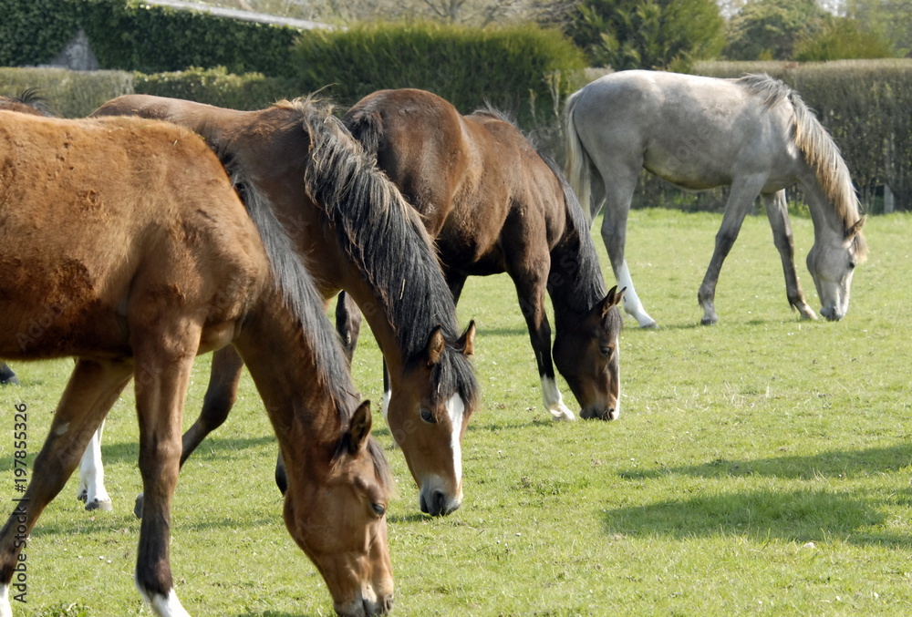 Fototapeta premium Roses, rosiers, France 