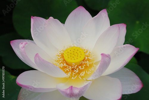 a lotus flower with pink edge                                    