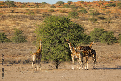 Giraffes  Giraffa camelopardalis  feeding on a thorn tree  Kalahari desert  South Africa.