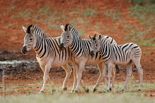 Three plains zebras (Equus burchelli) in natural habitat, South Africa.
