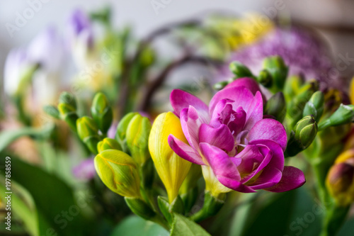 yellow and purple or pink freesia