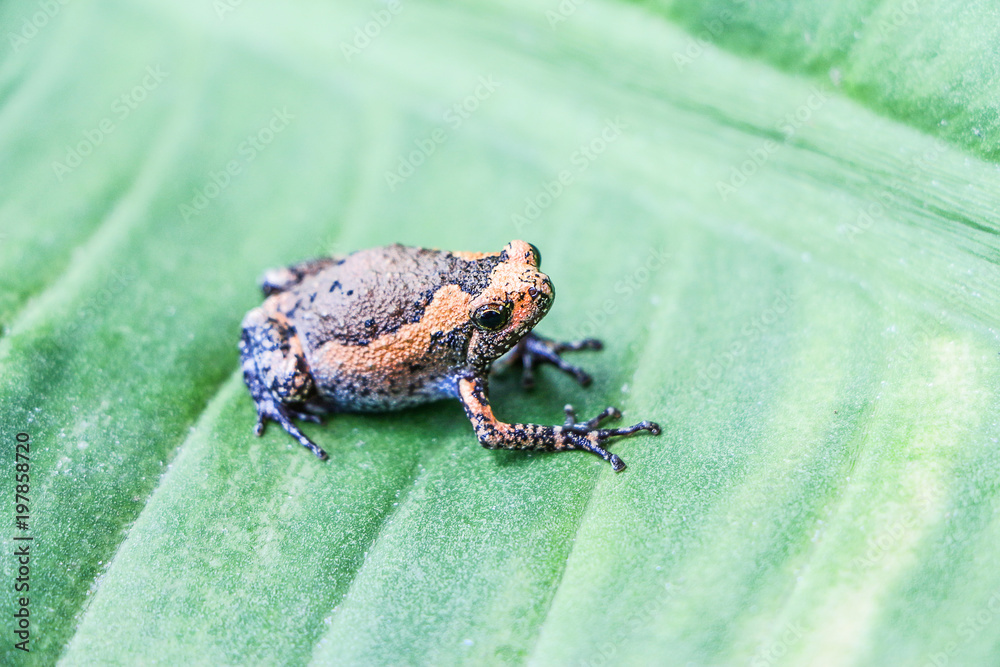 Obraz premium Bullfrog Animal on Green Leaf