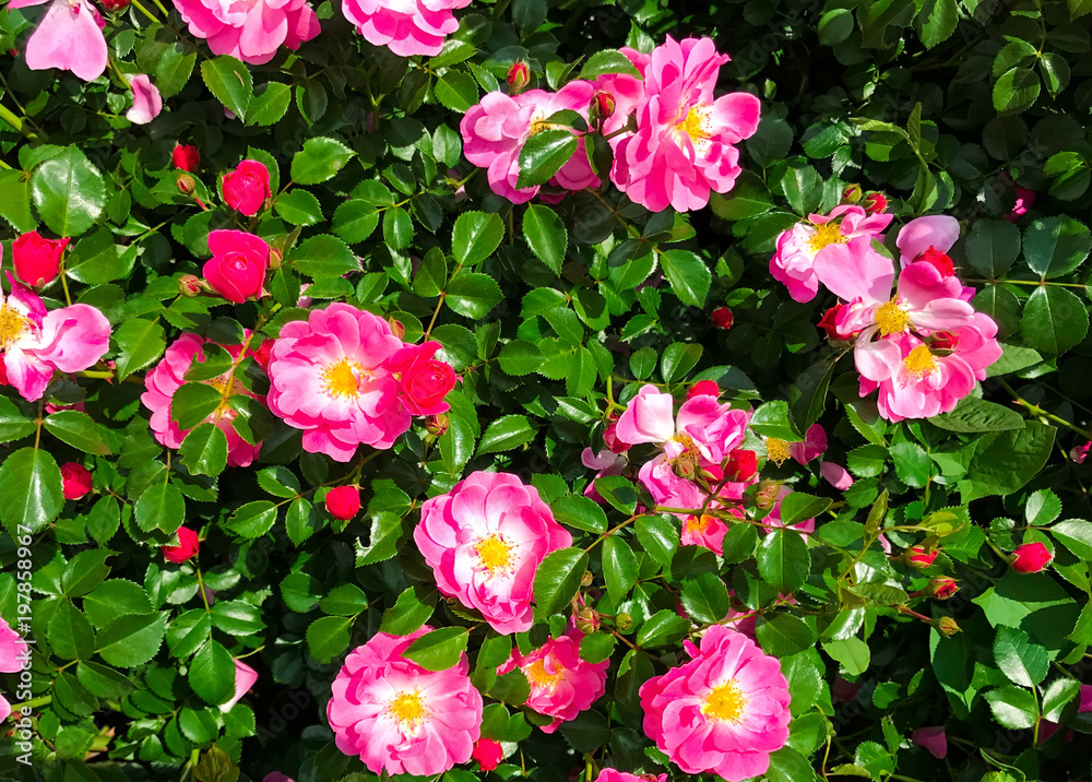 Background of a flowering bush of the dog-rose with bright pink flowers closeup Background of a flowering bush of the dog-rose with bright pink flowers closeup
