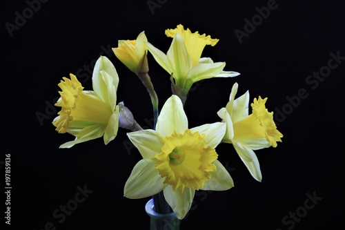Fototapeta Naklejka Na Ścianę i Meble -  Yellow narcissi bloom at the beginning of the year, they are with the first spring messengers and come out of the ground around Easter.When the daffodils are there, spring usually starts
