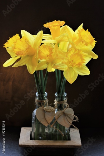 Fototapeta Naklejka Na Ścianę i Meble -  Yellow narcissi bloom at the beginning of the year, they are with the first spring messengers and come out of the ground around Easter.When the daffodils are there, spring usually starts