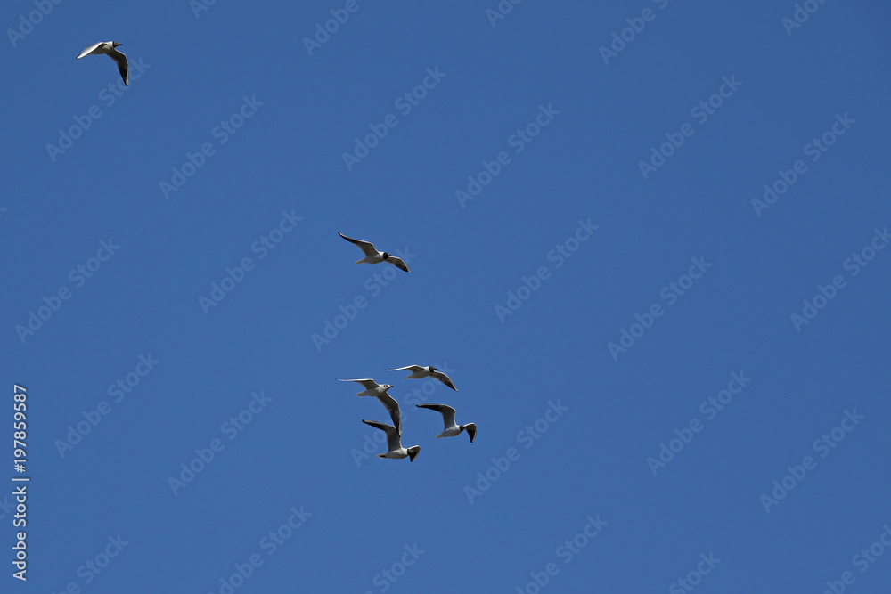Flock of seagulls flying in formation against clear blue skies