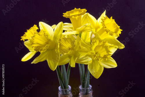 Fototapeta Naklejka Na Ścianę i Meble -  Yellow narcissi bloom at the beginning of the year, they are with the first spring messengers and come out of the ground around Easter.When the daffodils are there, spring usually starts