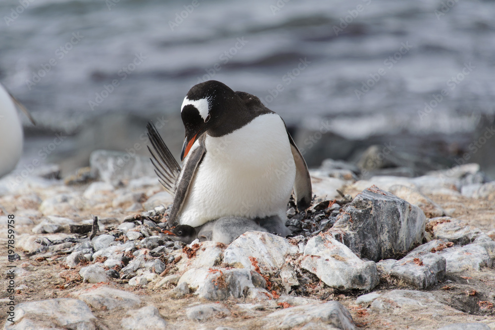 Obraz premium Gentoo penguin with chicks in nest