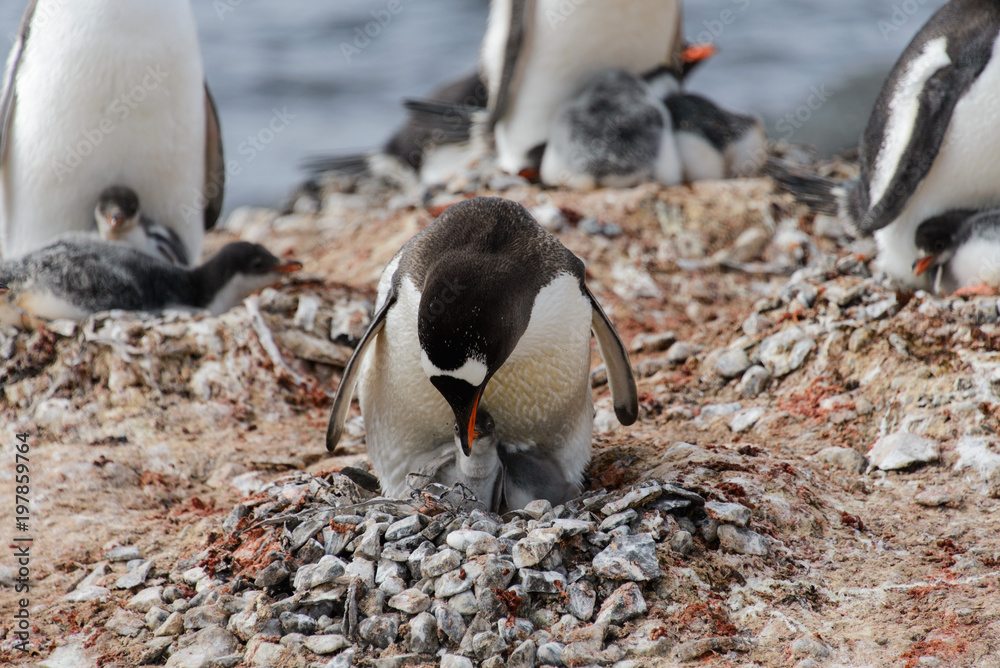 Fototapeta premium Gentoo penguin with chicks in nest