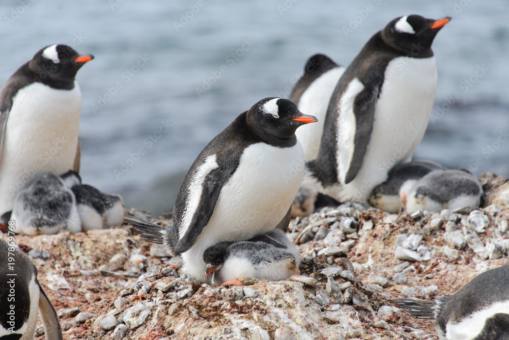 Naklejka premium Gentoo penguin with chicks in nest